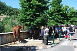 Foire chevaux Bedarrides 2017_09.jpg