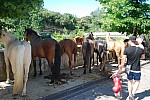 Foire chevaux Bedarrides 2017_15.jpg