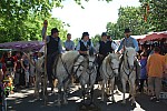 Foire chevaux Bedarrides 2017_44.jpg