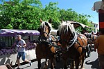 Foire chevaux Bedarrides 2017_46.jpg