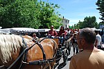 Foire chevaux Bedarrides 2017_48.jpg