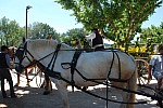 Foire chevaux Bedarrides 2017_70.jpg