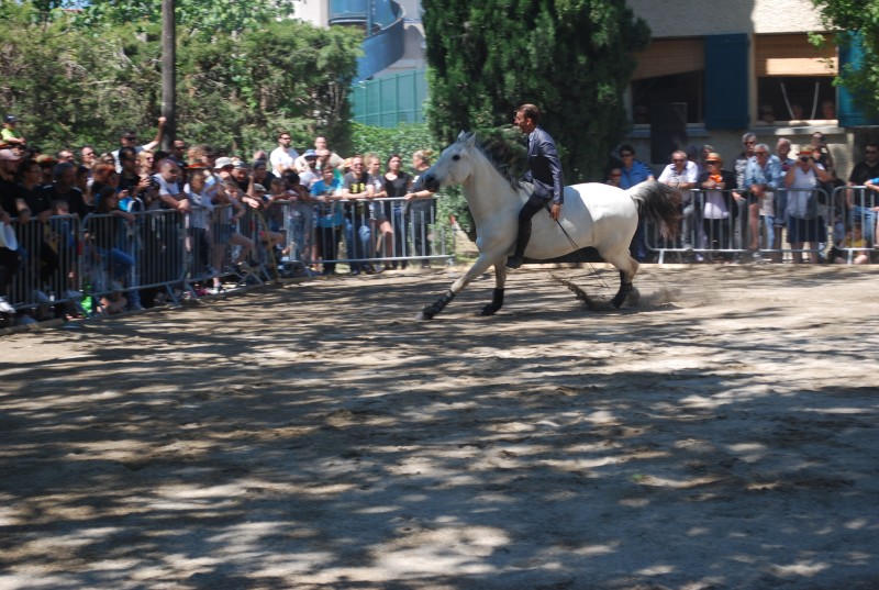 Foire_chevaux_spectacle_2019_09.jpg