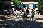 Foire_chevaux_spectacle_2019_24.jpg