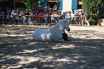 Foire_chevaux_spectacle_2019_65.jpg