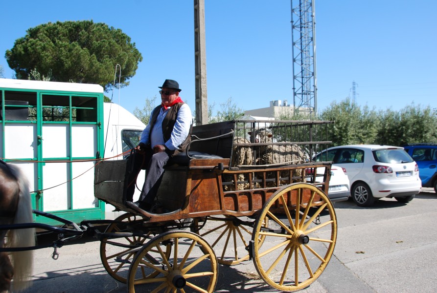 Foire_chevaux_beda_2024_02.jpg