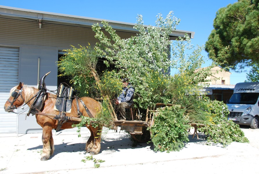 Foire_chevaux_beda_2024_08.jpg