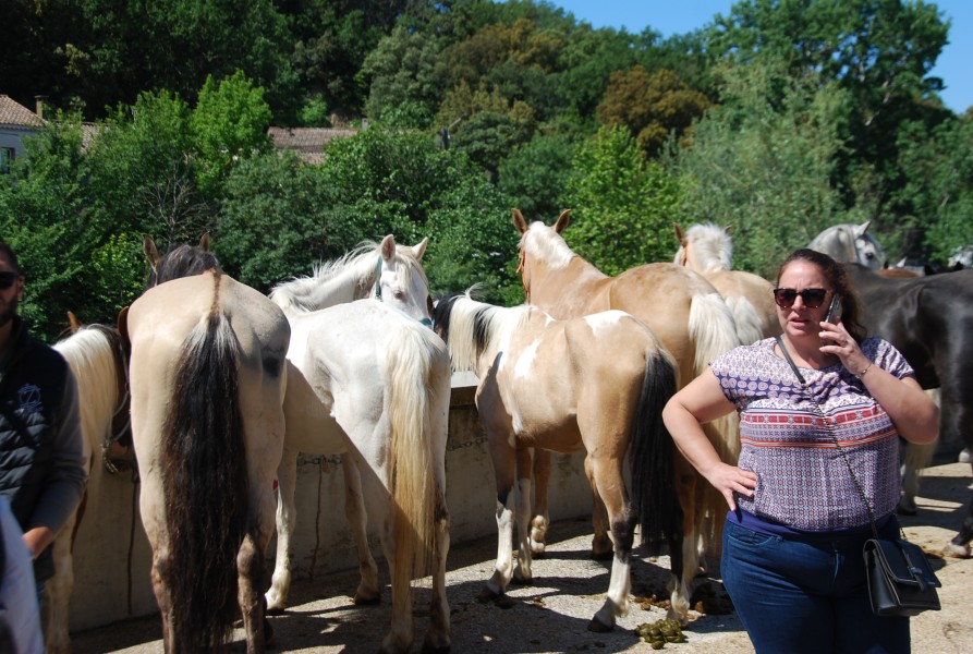 Foire_chevaux_beda_2024_26.jpg