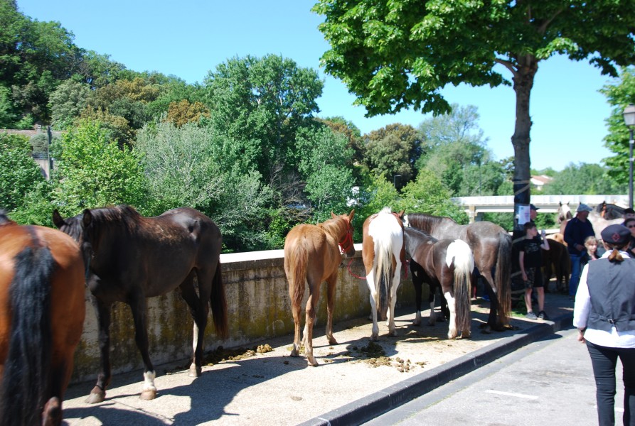 Foire_chevaux_beda_2024_28.jpg