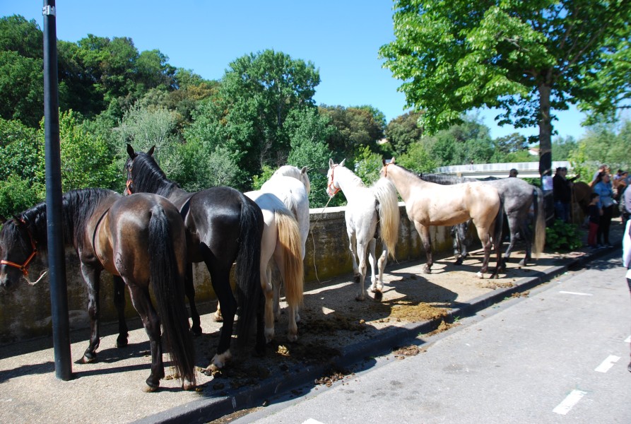 Foire_chevaux_beda_2024_31.jpg