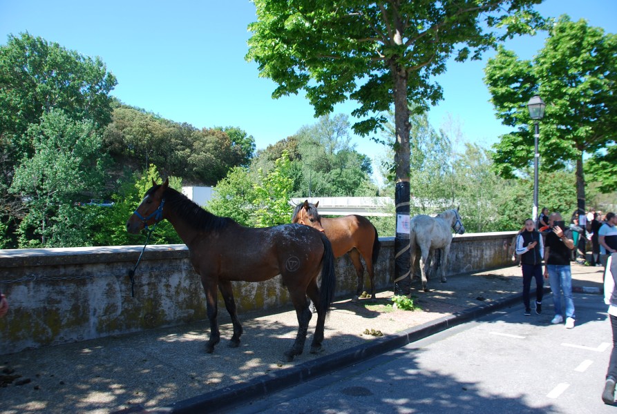 Foire_chevaux_beda_2024_33.jpg