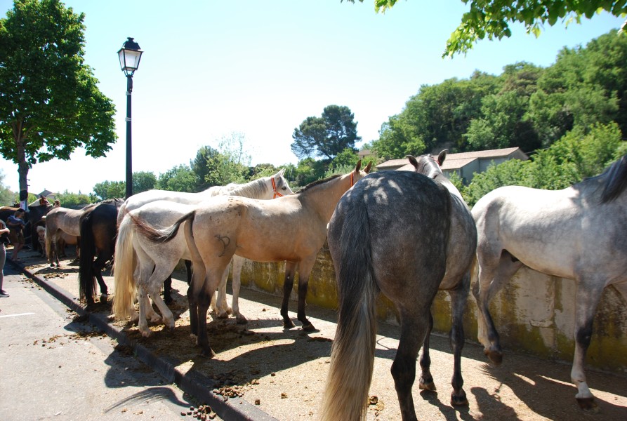 Foire_chevaux_beda_2024_41.jpg