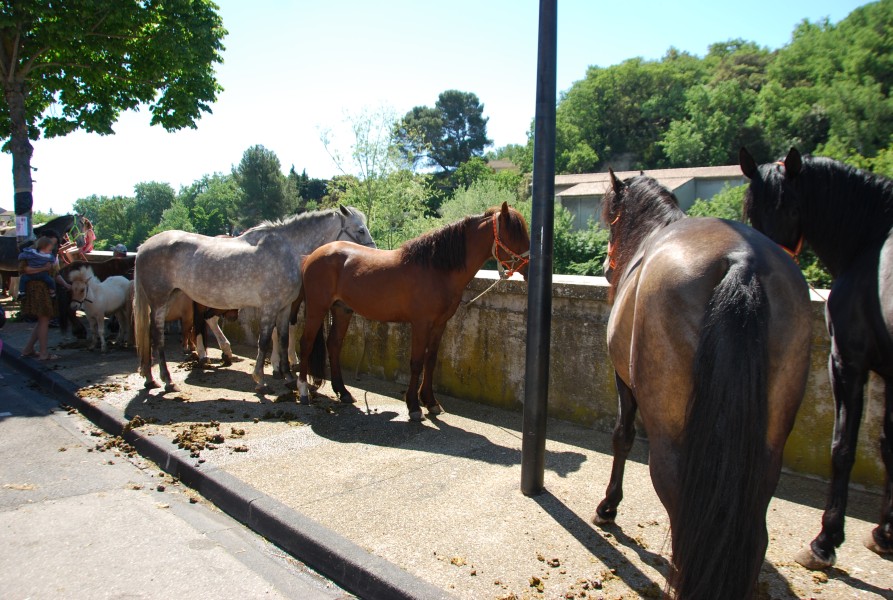 Foire_chevaux_beda_2024_42.jpg