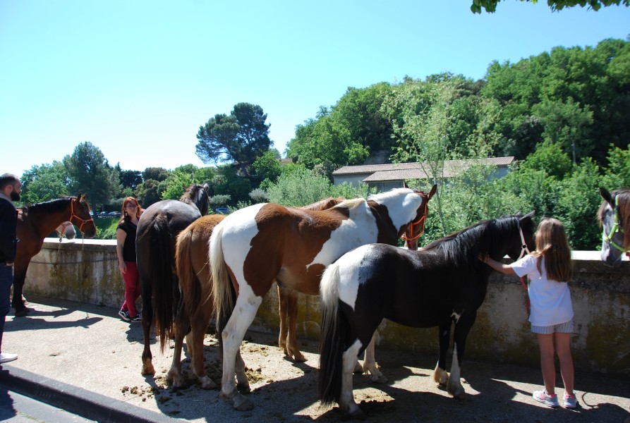 Foire_chevaux_beda_2024_43.jpg