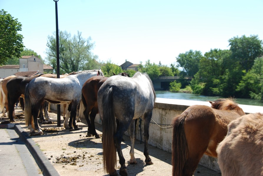 Foire_chevaux_beda_2024_44.jpg