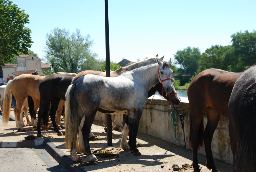 Foire_chevaux_beda_2024_45.jpg