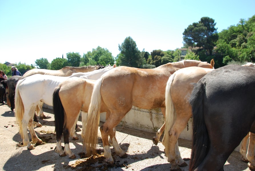 Foire_chevaux_beda_2024_46.jpg