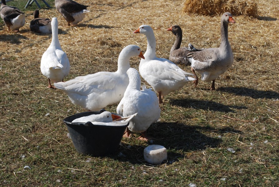 Chusclan _ 2022_11.jpg