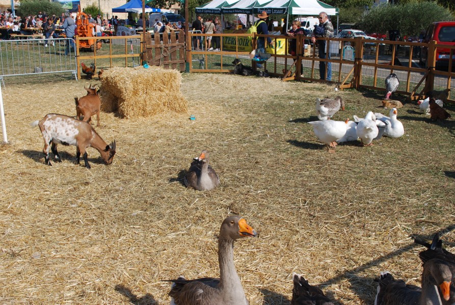 Chusclan _ 2022_12.jpg