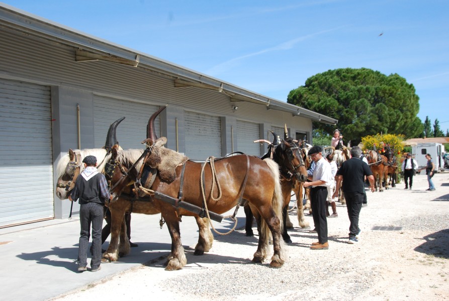 foire_chevaux_2025_07.jpg