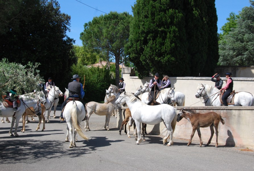 foire_chevaux_2025_12.jpg