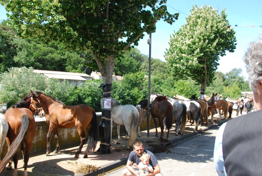 foire_chevaux_2025_23.jpg