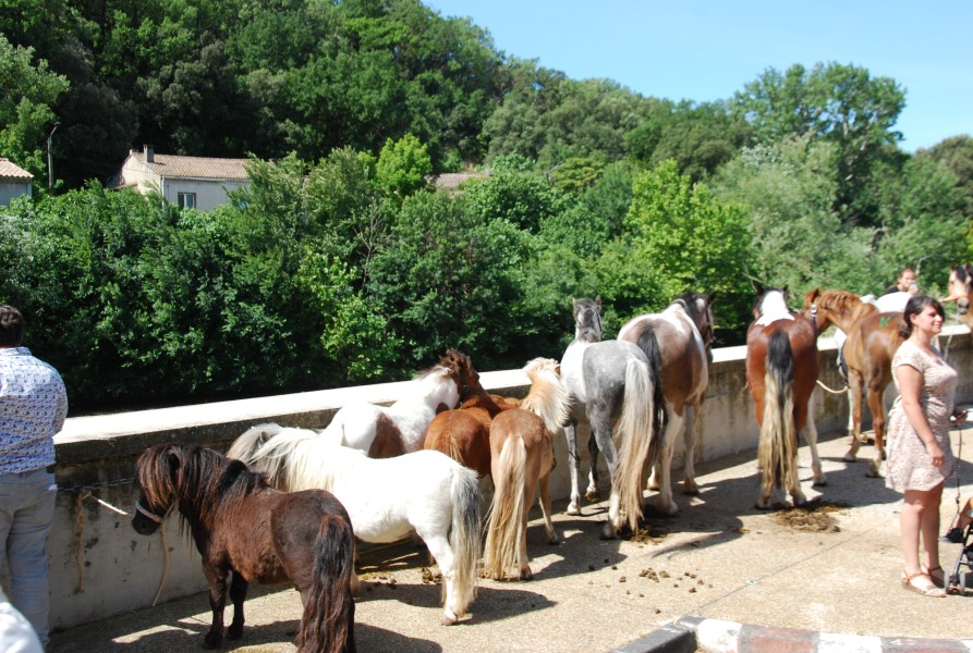 foire_chevaux_2025_26.jpg