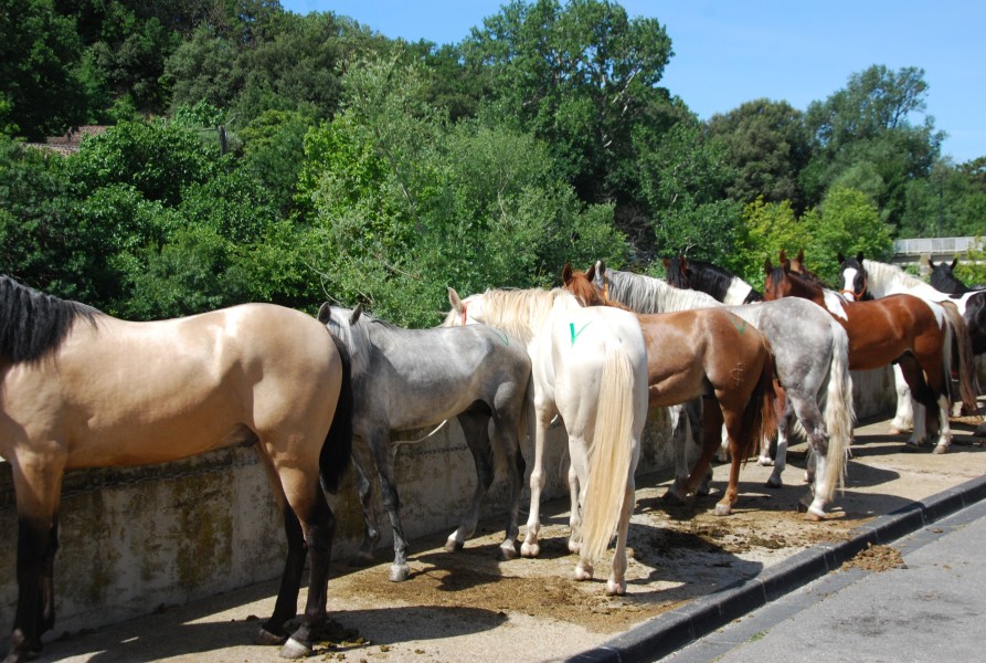 foire_chevaux_2025_27.jpg