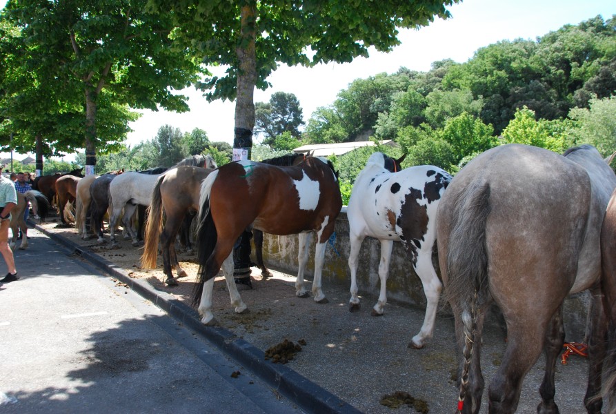 foire_chevaux_2025_39.jpg
