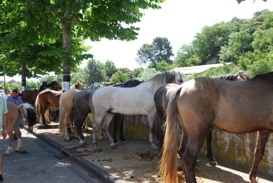 foire_chevaux_2025_40.jpg