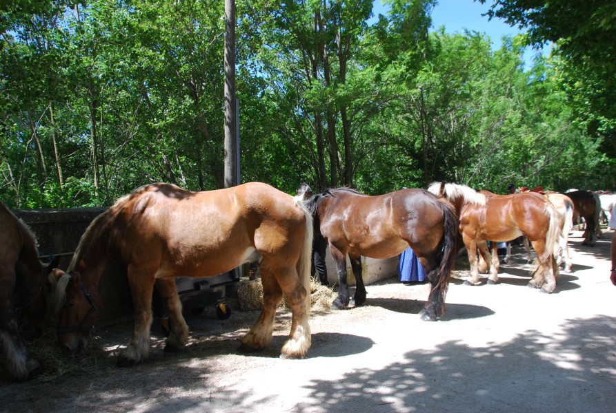 foire_chevaux_2025_91.jpg