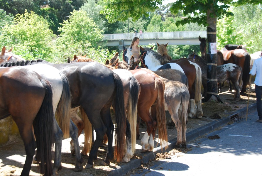 foire_chevaux_2025_99.jpg