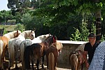 foire chevaux bedarrides 2015__103.jpg