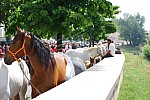 foire chevaux bedarrides 2015__37.jpg