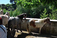 Foire chevaux bedarrides 2016_18.jpg