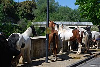 Foire chevaux bedarrides 2016_19.jpg